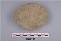 藏品(海扇)的圖片